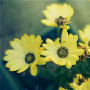 Ffod - We Met In Montreal download free